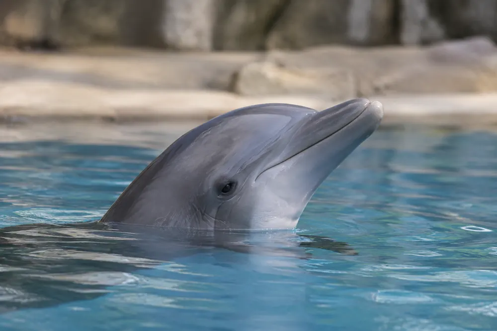 Veterinär anmäls efter lång delfinbehandling