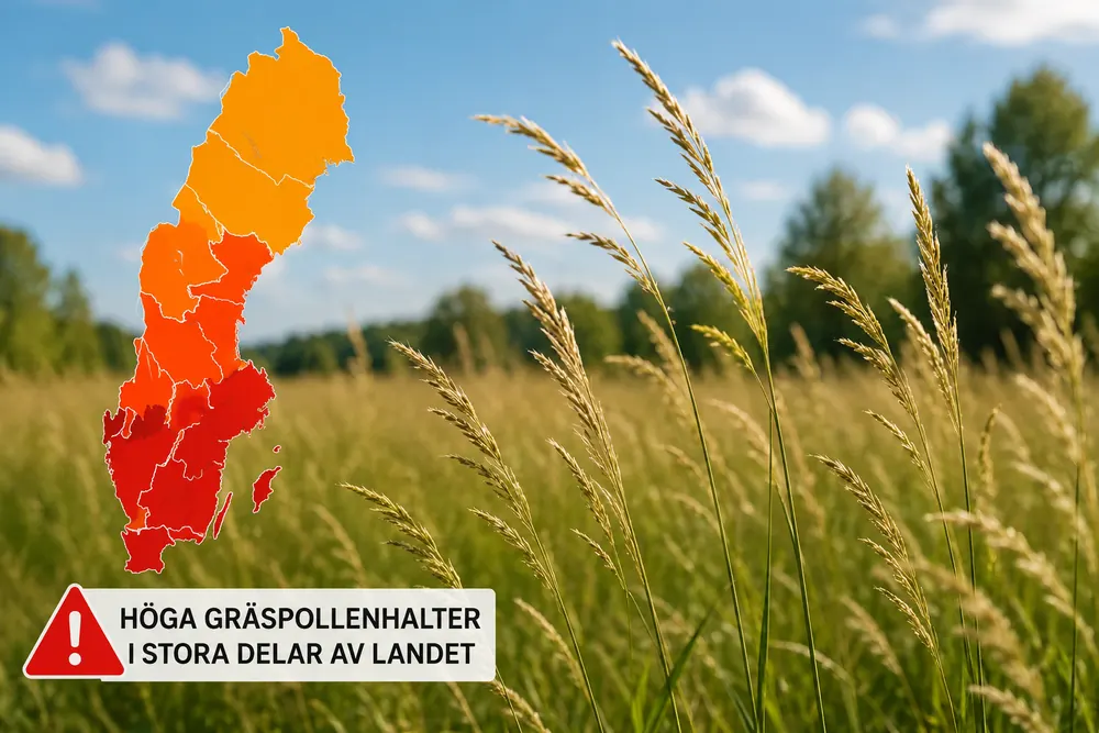Höga gräspollenhalter väntas i stora delar av landet