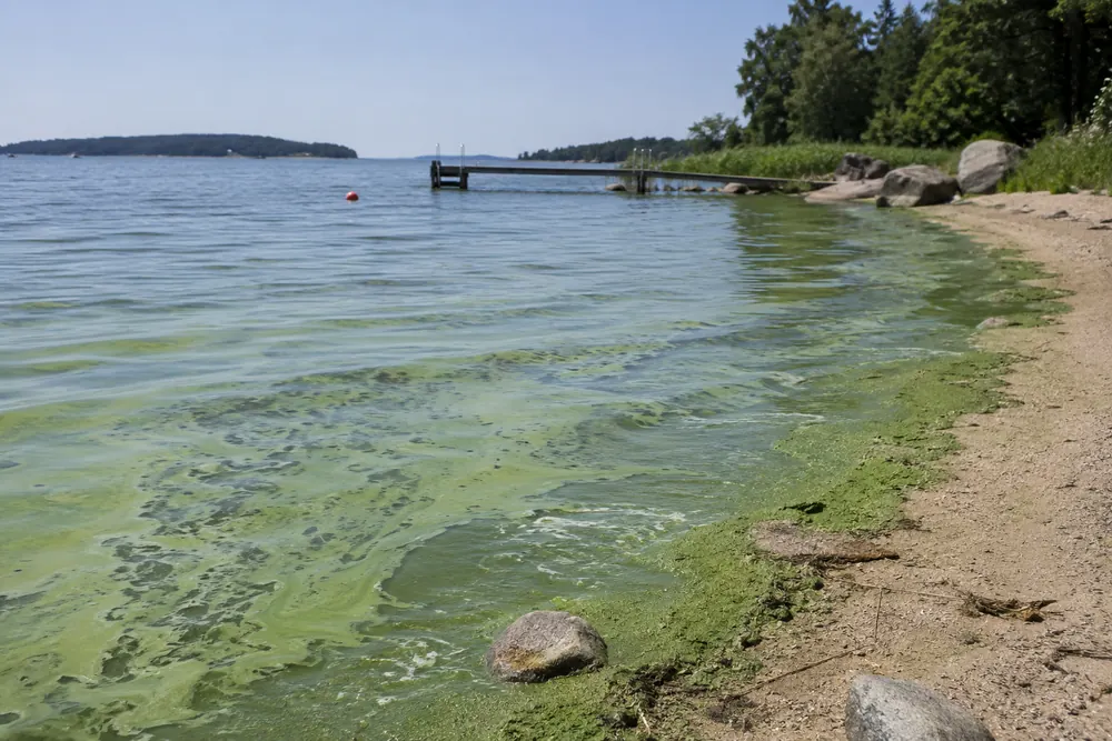 Algblomning stoppar bad på flera stränder