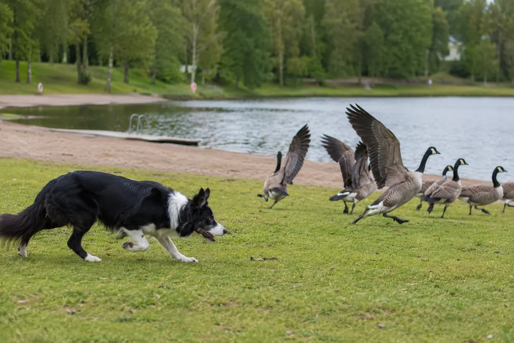 Border collies används för att skrämma bort gäss