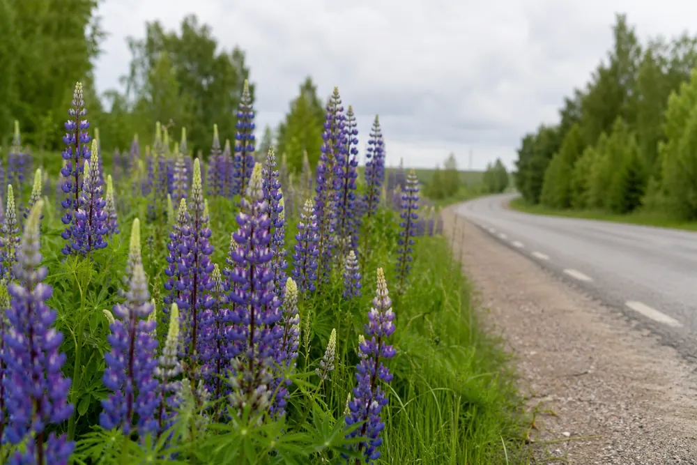 Nya regler stoppar spridning av blomsterlupin