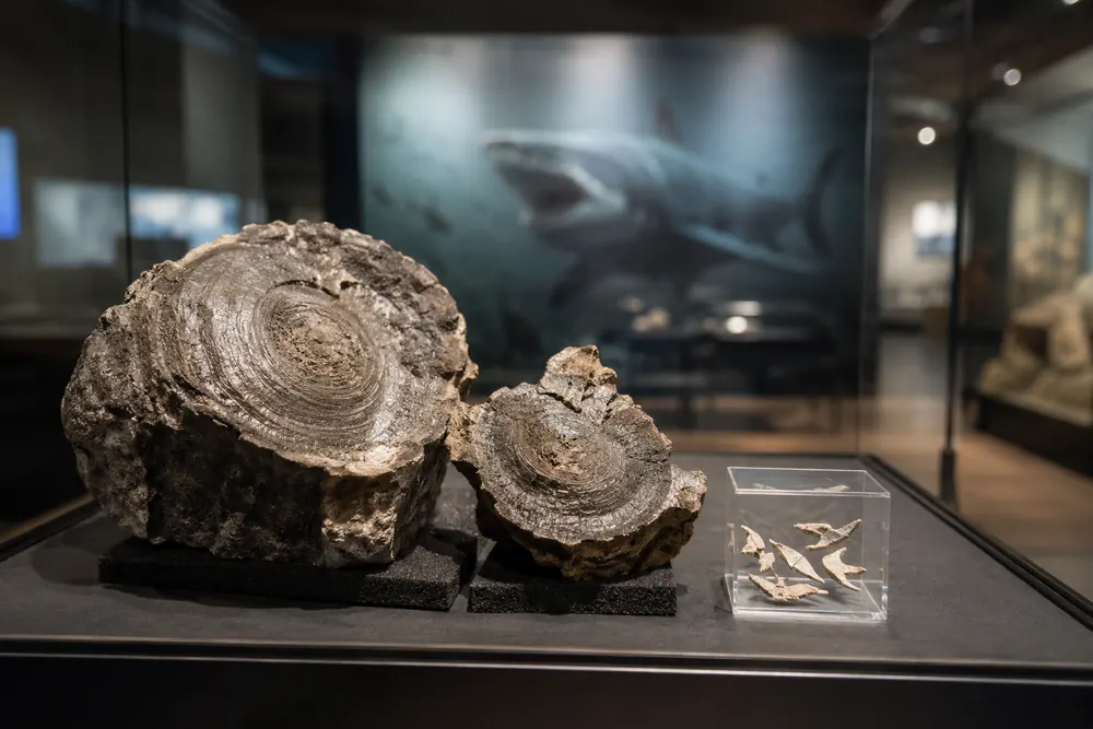 Återfunna fossil avslöjade megalodonens sista måltid