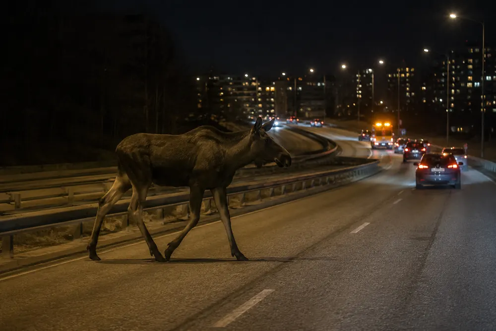 Älg vandrade längs E4 nära Årsta