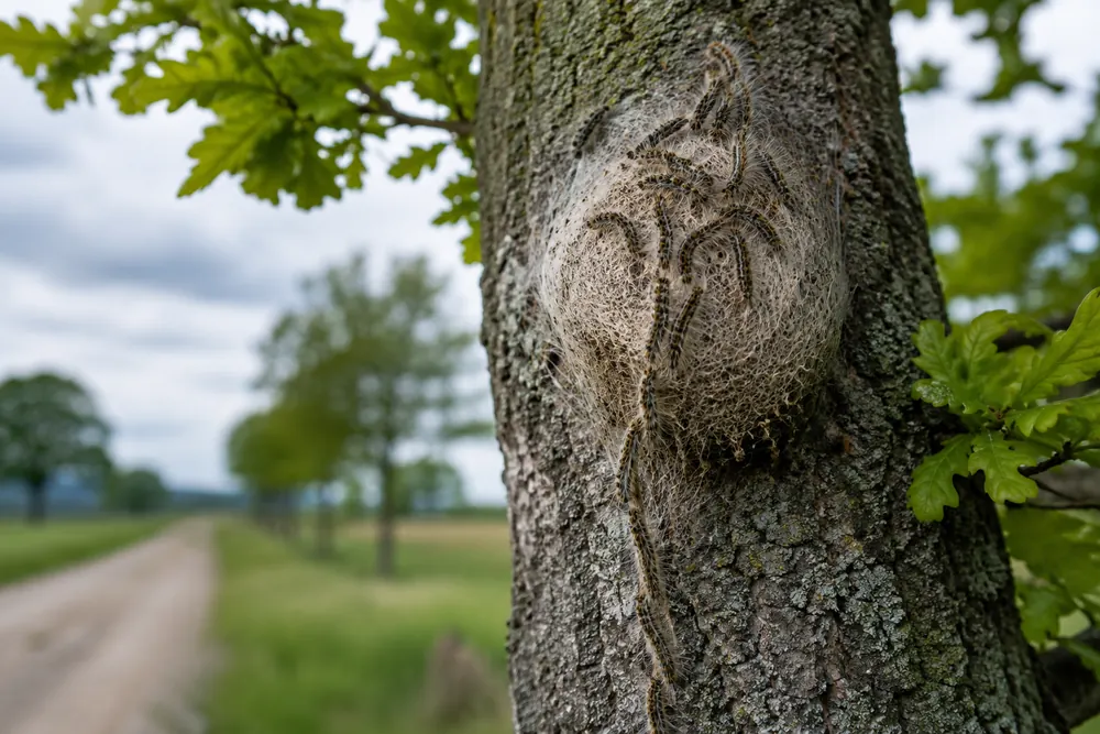 Giftig larv kan etablera sig i Sverige